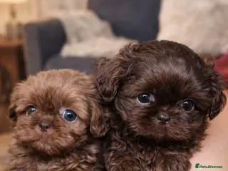 Shih Tzu dogs Imperial Shih-tzu Ready to leave - Advert 1