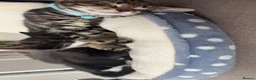 Mixed Breed cats for sale: Kittens for sale  - Advert 9
