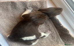 German Shorthaired Pointer dogs for sale: Beautiful KC reg German Shorthaired Pointer Pups - Image 26