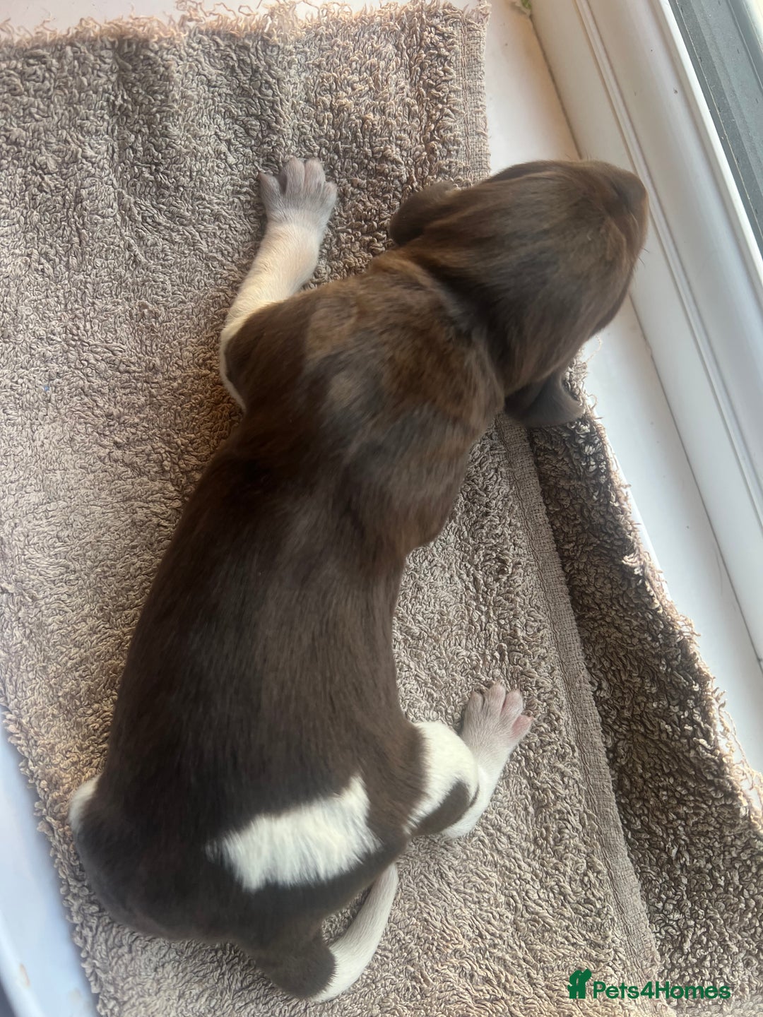 German Shorthaired Pointer dogs for sale: Beautiful KC reg German Shorthaired Pointer Pups - Image 26