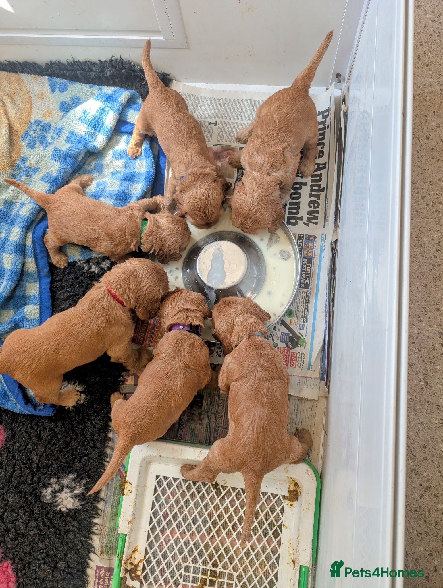 Cocker Spaniel dogs Adorable KC reg, SHow, Pure, Gold Cocker Puppies   - Advert 2