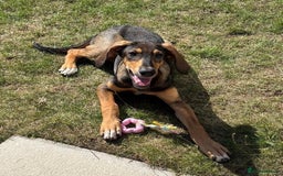 Mixed Breed dogs for adoption: Poppy (Hound/Shepherd mix) - Image 2