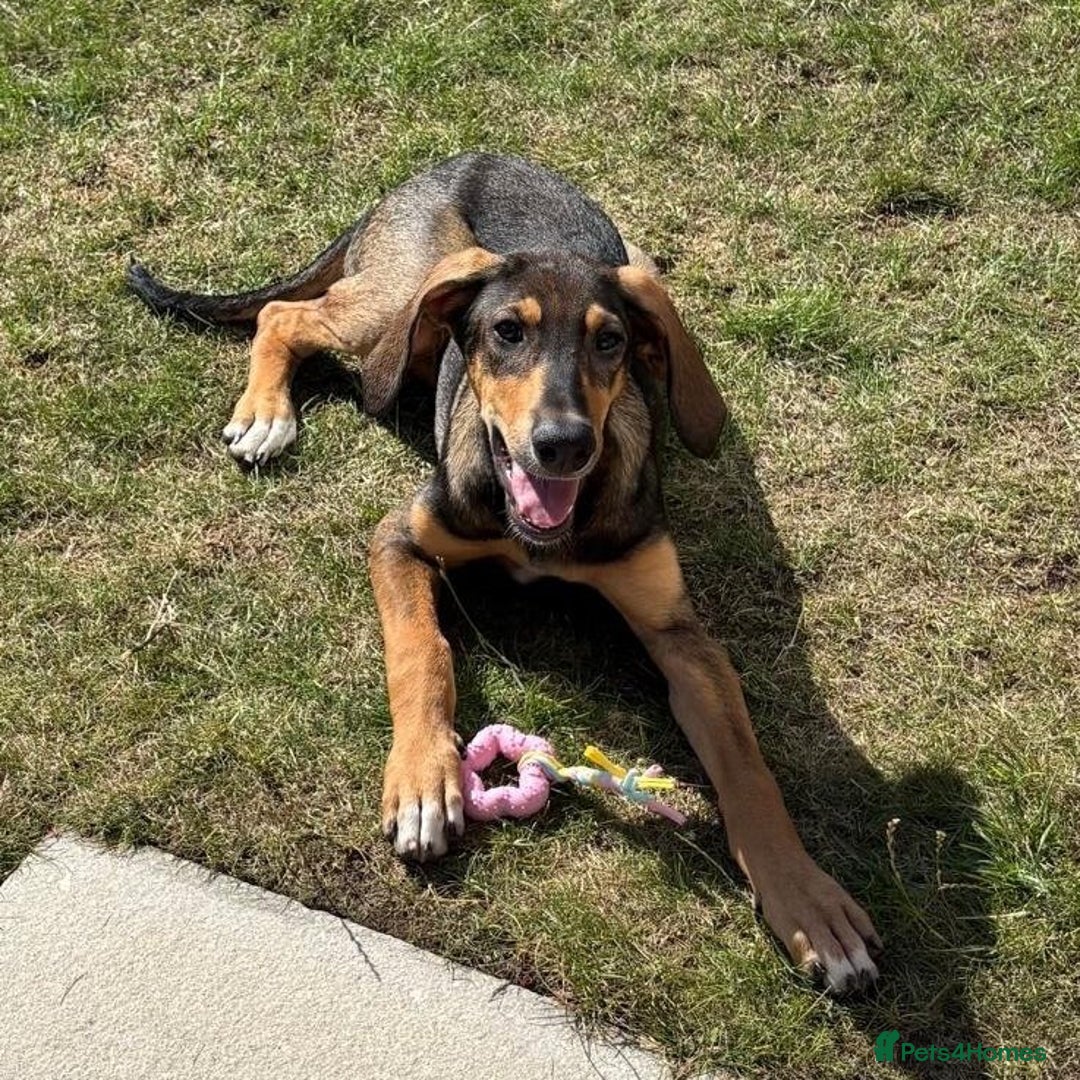 Mixed Breed dogs for adoption: Poppy (Hound/Shepherd mix) - Image 2