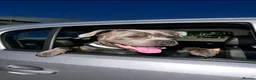 Staffordshire Bull Terrier dogs for stud: Blue KC registered Staffordshire bull terrier - Advert 2
