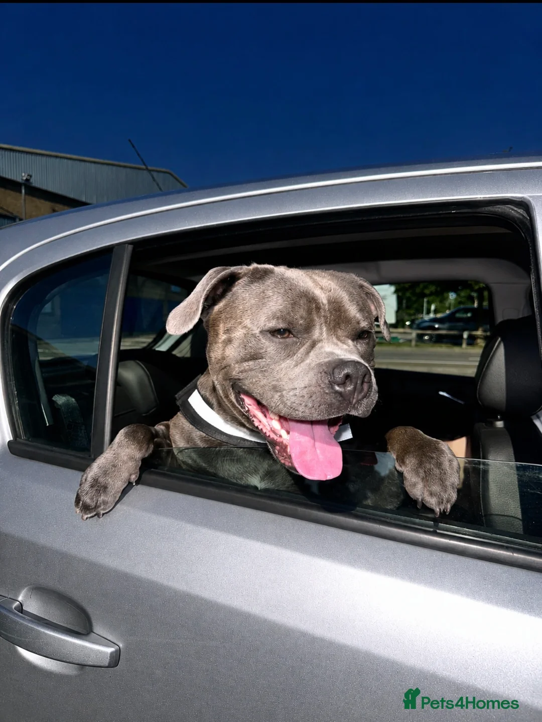 Staffordshire Bull Terrier dogs for stud: Blue KC registered Staffordshire bull terrier - Advert 2
