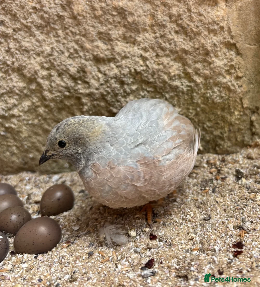 Quail poultry for sale: Male Chinese Painted Quail x 3 - Advert 5