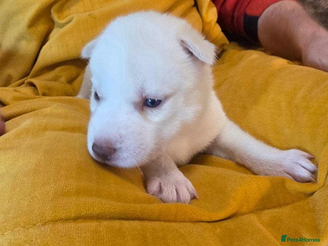 Siberian Husky dogs for sale: Siberian husky pups  - Advert 13