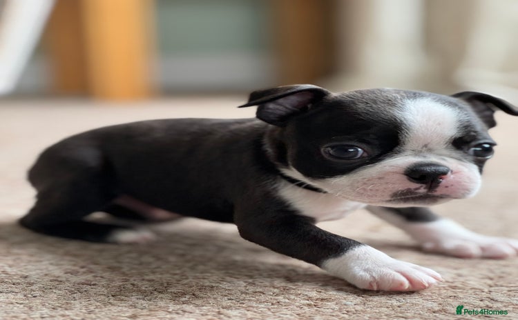 Boston Terrier dogs - Advert 4