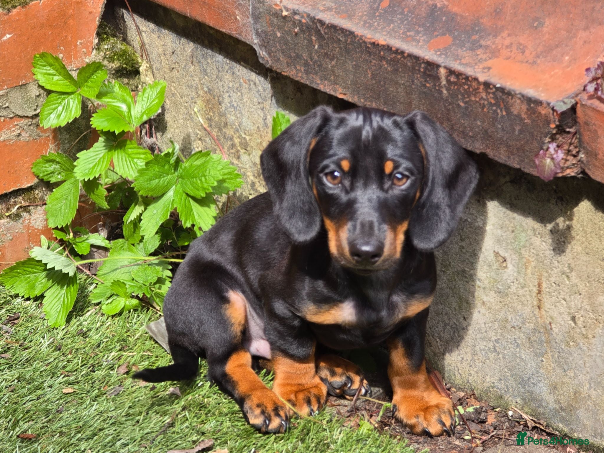Dachshund dogs Fully vaccinated half long hair black and tan boy - Advert 16
