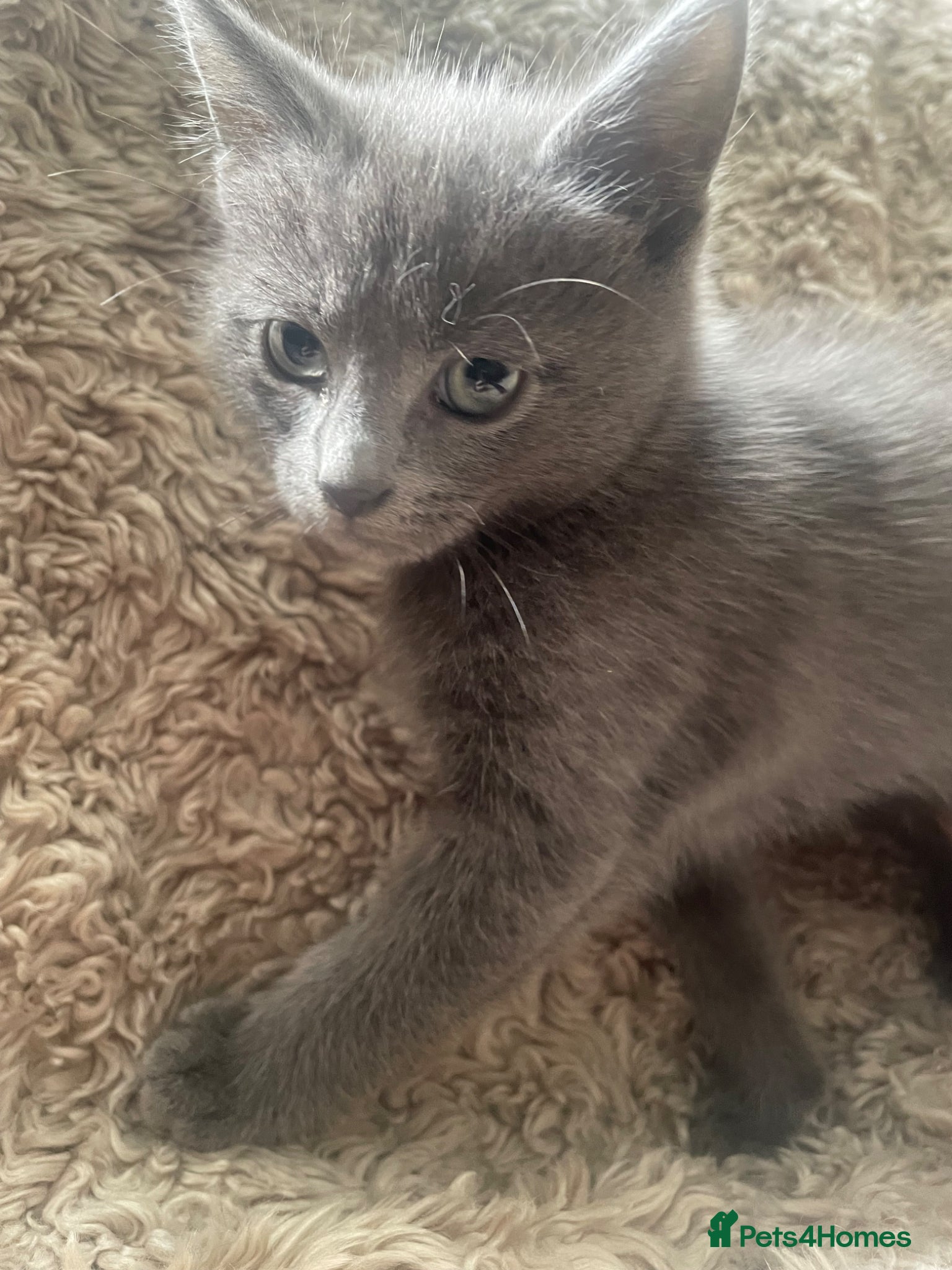Mixed Breed cats Two grey one grey and black - Advert 11
