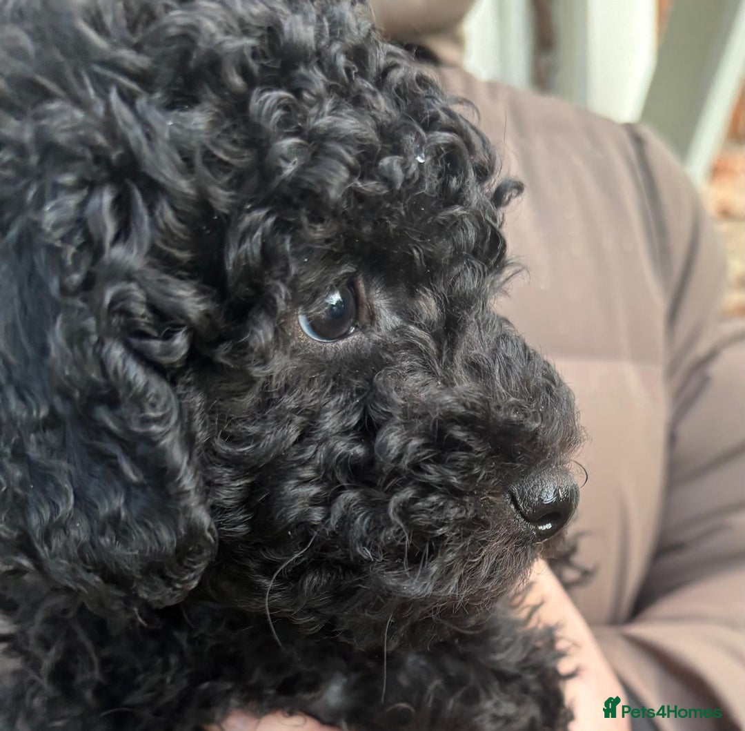 Toy Poodle dogs for sale: ADORABLE ‘ALBERT’ *TOY POODLE*BOY*PUP ready now - Advert 28