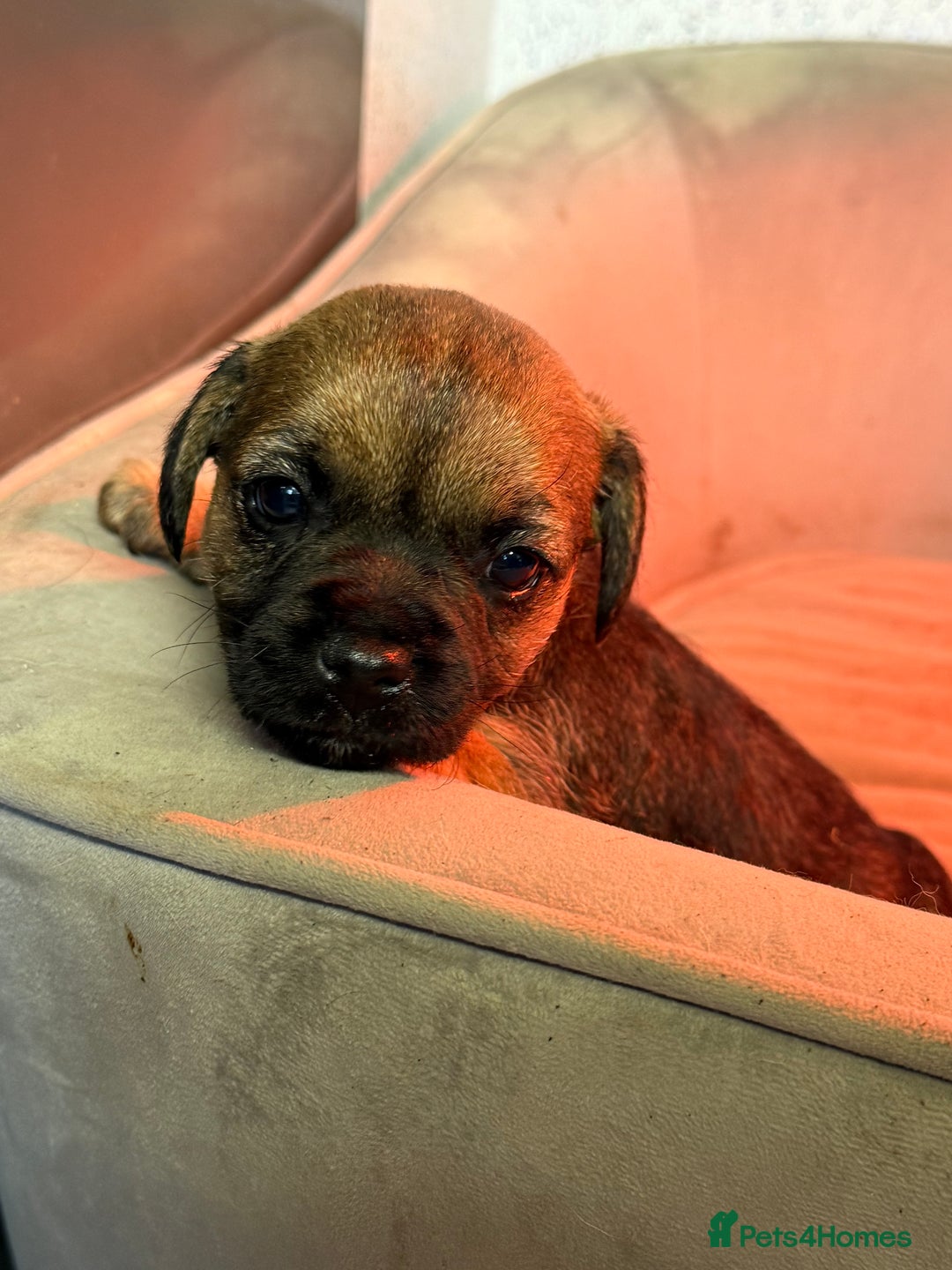 Border Terrier dogs for sale: Kc reg Border Terrier puppies  - Advert 6