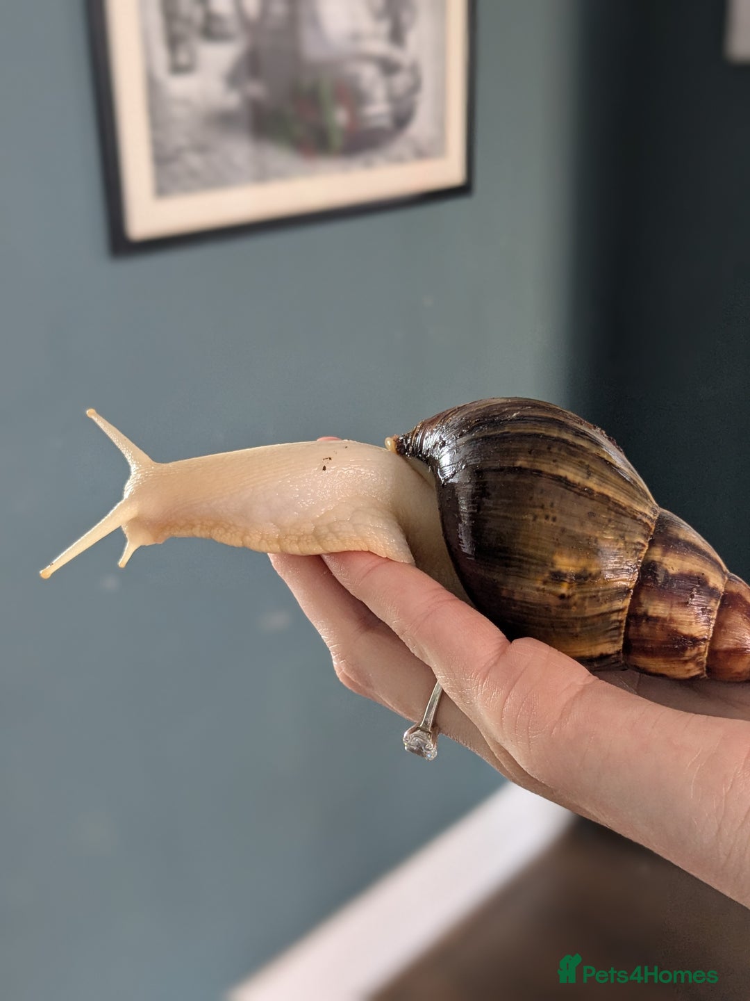 Snails invertebrates for sale: Adult and baby snails  - Image 2