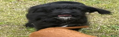 Cockapoo 4
