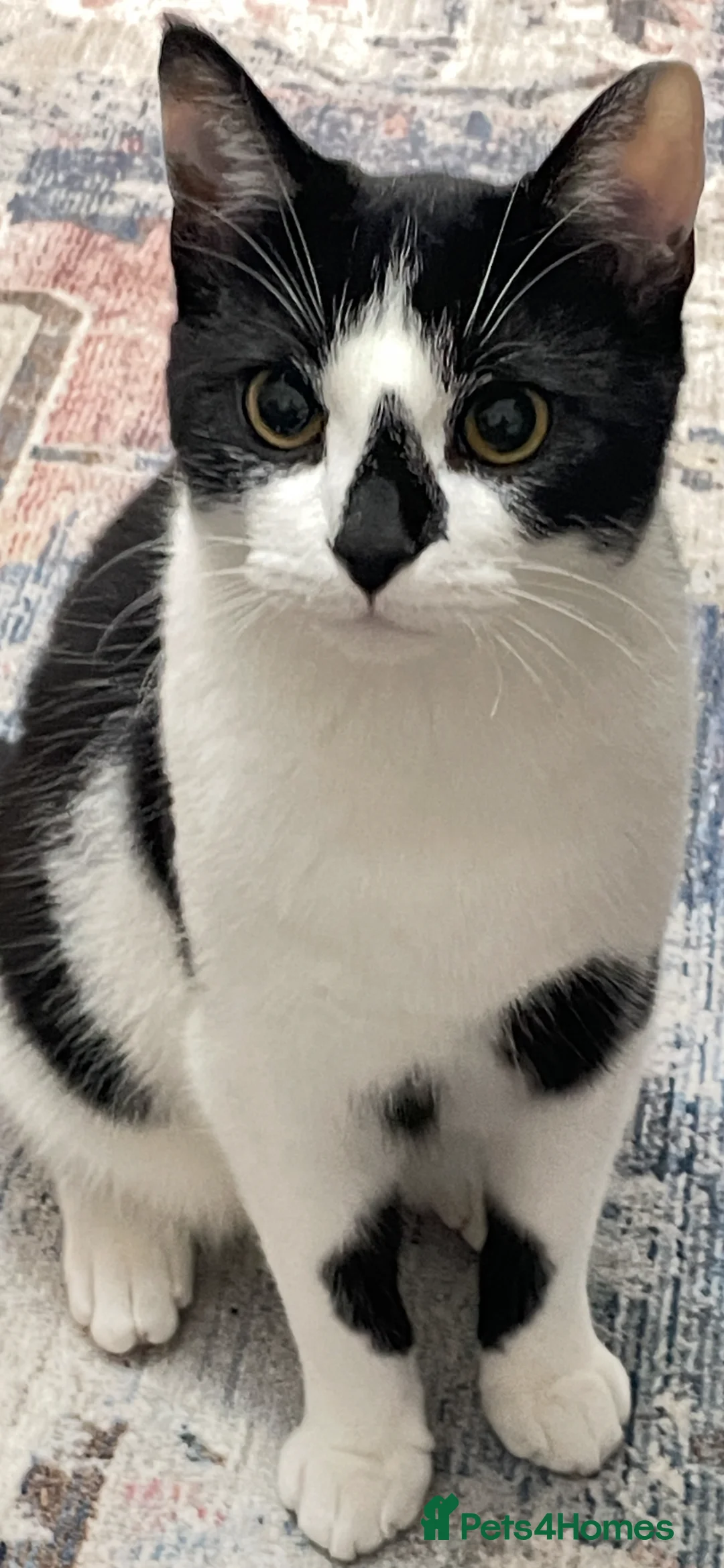 Mixed Breed cats for sale: Beautiful Calm Black & White Male Cat 1.5 year old in Havant - Advert 1