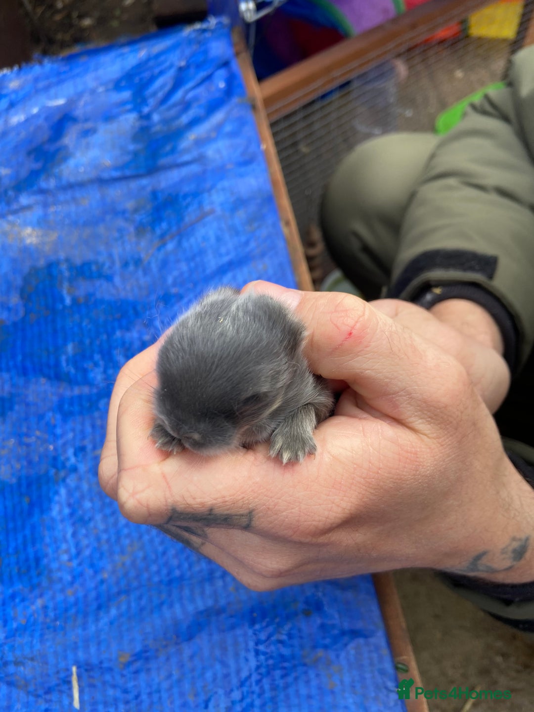 Mini Lop rabbits for sale: 🩵 blue mini lops 🩵 - Advert 7