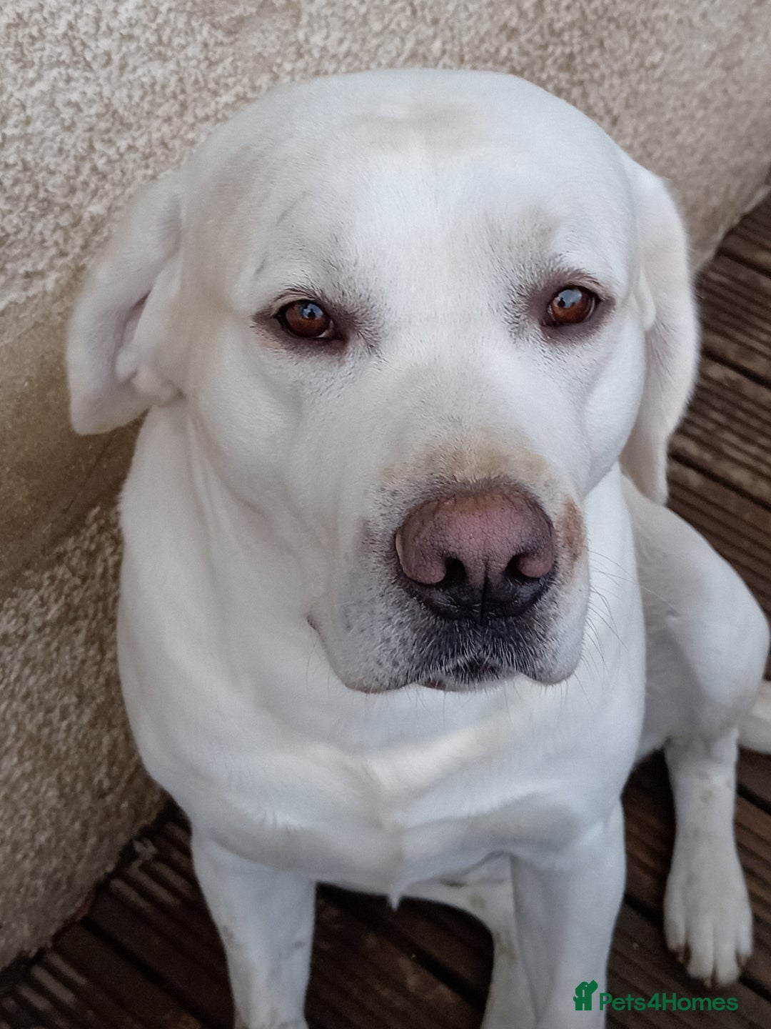 Labrador Retriever dogs for sale: White Labrador  - Advert 3