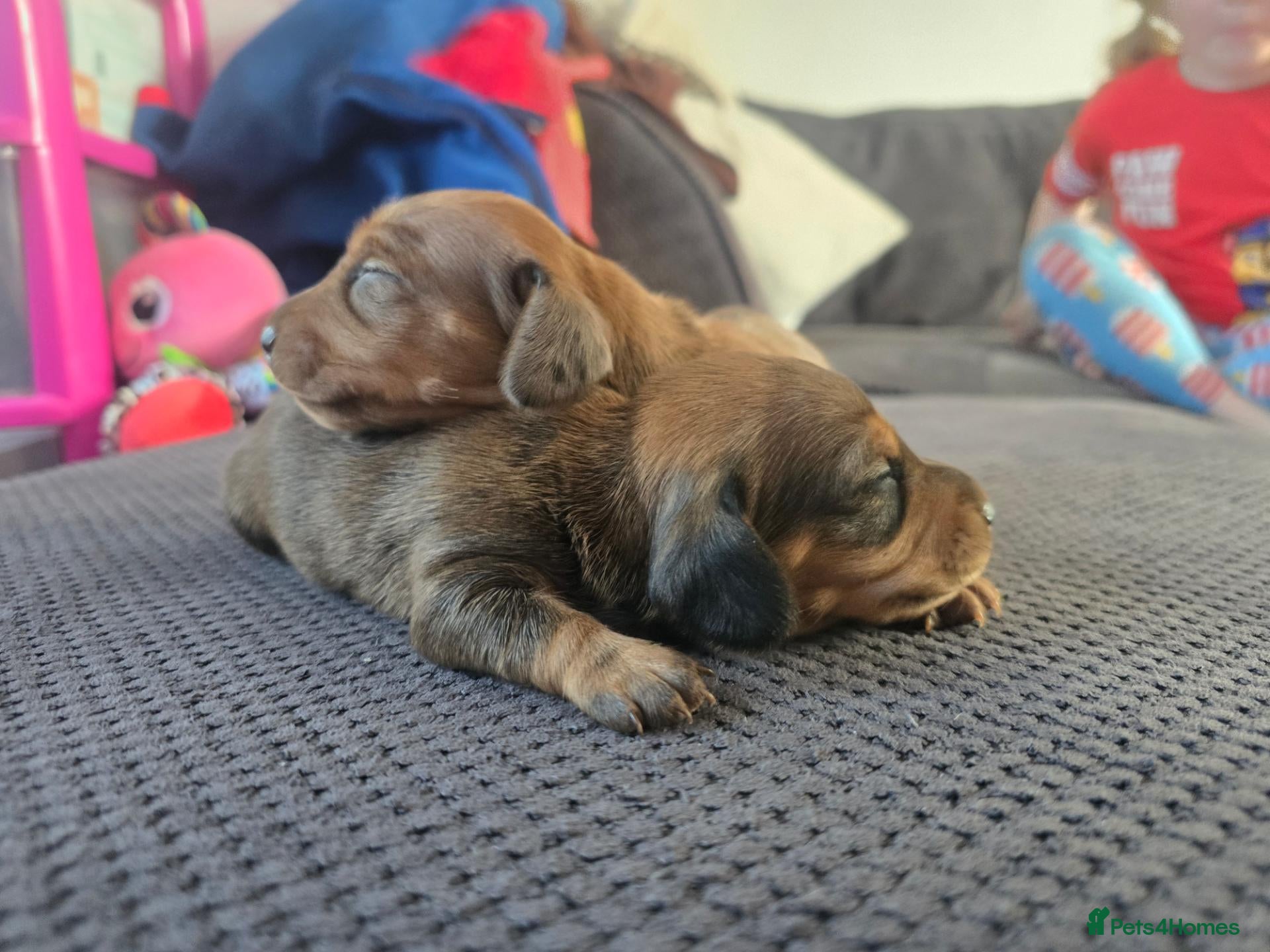 Miniature Dachshund dogs 2 LEFT KC mini dacshund puppies - Advert 1