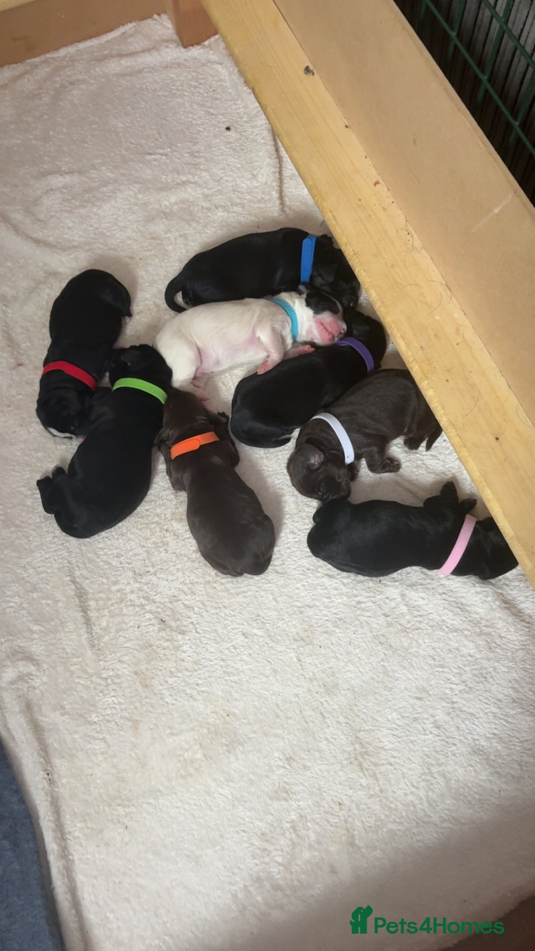 Mixed Breed dogs for sale: Mixed breed pups  - Image 1