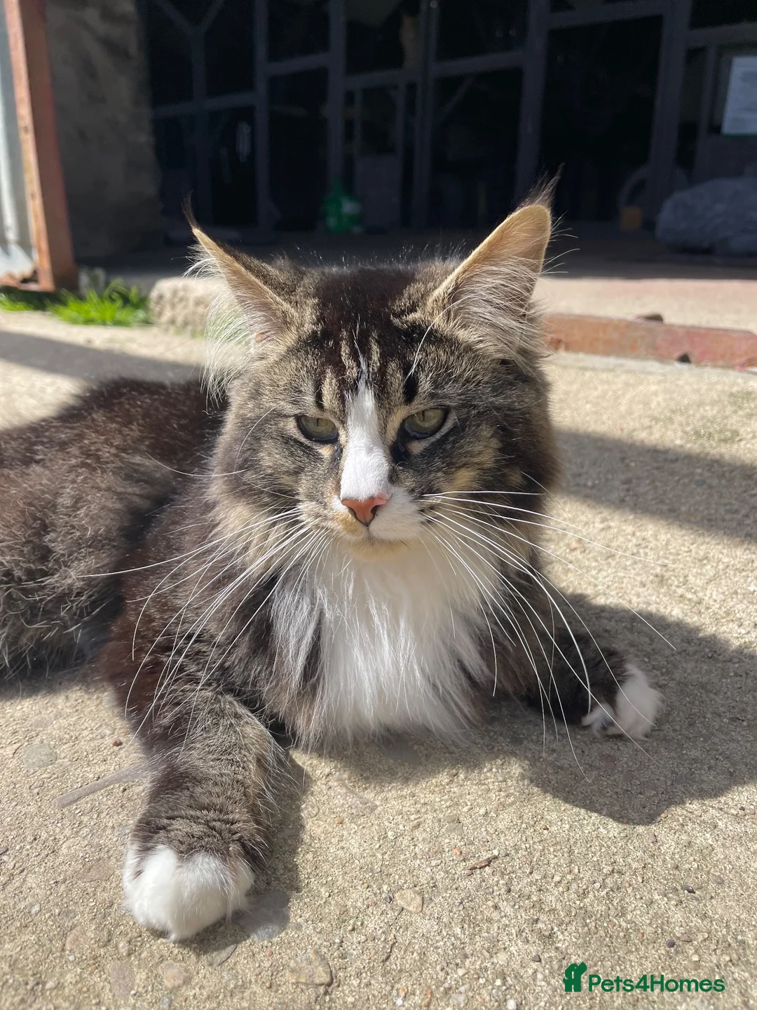 Maine Coon cats for sale: Stunning Black Smoke Maine Coon Girl – KamBaba🖤  in Thurso - Advert 13