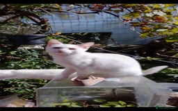 American Shorthair cats for sale: Cats for sale Maycoon Cross Bread - Image 4