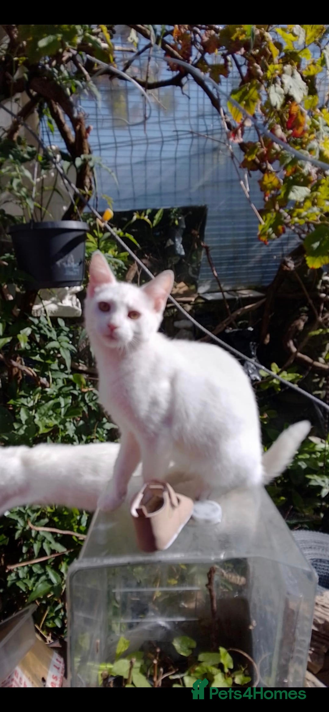 American Shorthair cats for sale: Cats for sale Maycoon Cross Bread - Image 4