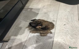 Shih Tzu dogs for sale: Male Shih Tzu puppy  - Image 4
