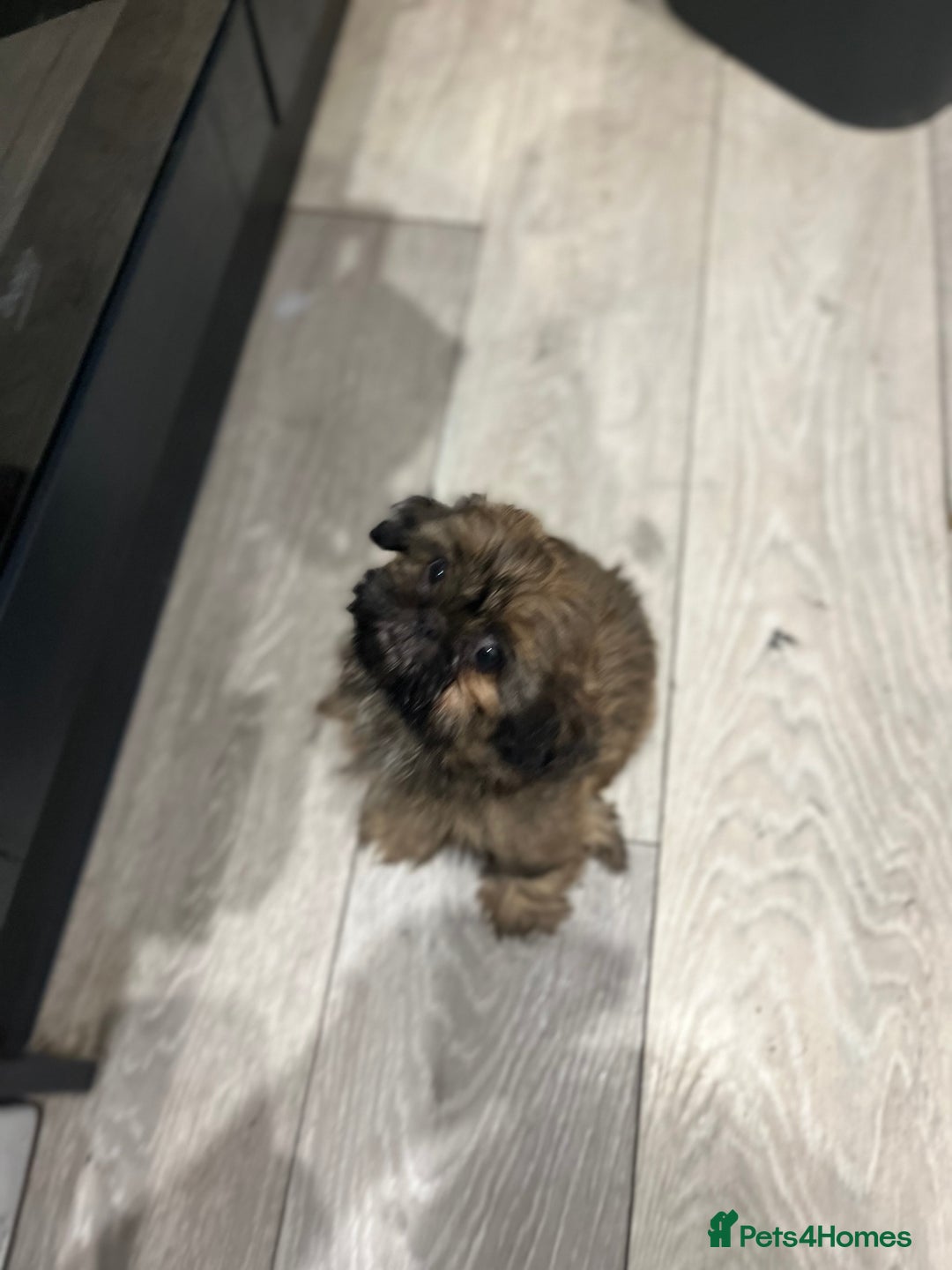 Shih Tzu dogs for sale: Male Shih Tzu puppy  - Image 4
