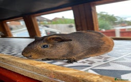 Guinea Pig rodents for sale: 2 Baby Guinea Pigs Looking For Homes in Wigan - Image 9