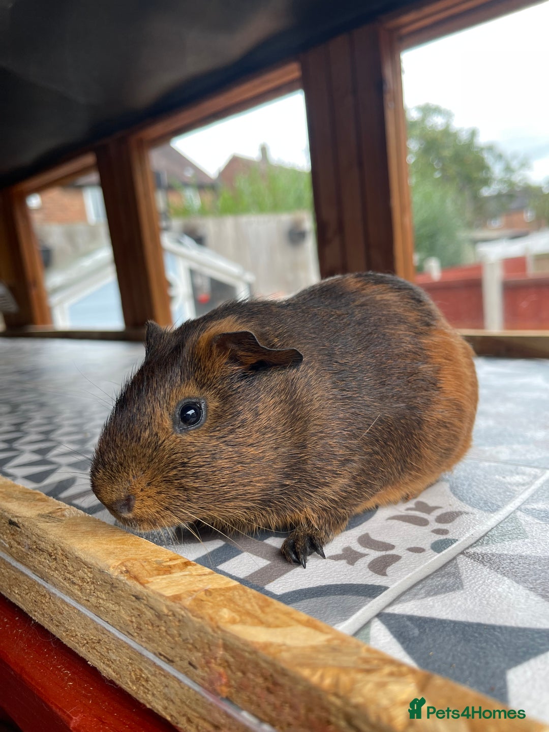 Guinea Pig rodents for sale: 2 Baby Guinea Pigs Looking For Homes in Wigan - Image 9