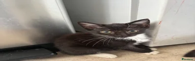 Domestic Shorthair 3