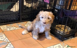 Poodle dogs for stud: AT STUD MINIATURE POODLE JESSE 9 clear DNA tests in High Wycombe - Image 8