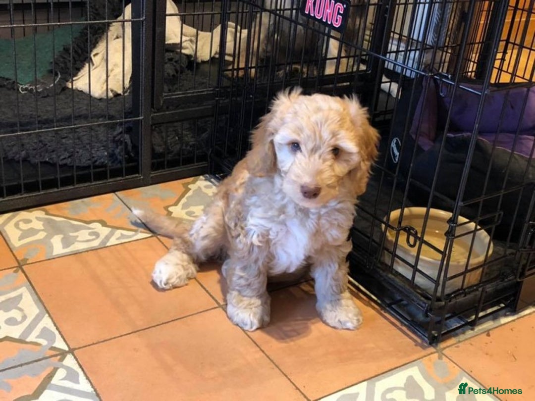Poodle dogs for stud: AT STUD MINIATURE POODLE JESSE 9 clear DNA tests in High Wycombe - Image 8