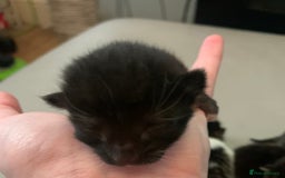 Mixed Breed cats for sale: 5 beautiful kittens all need loving homes - Advert 6