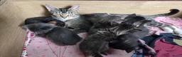 Mixed Breed cats for sale: Beautiful kittens looking for their forever homes  - Advert 14