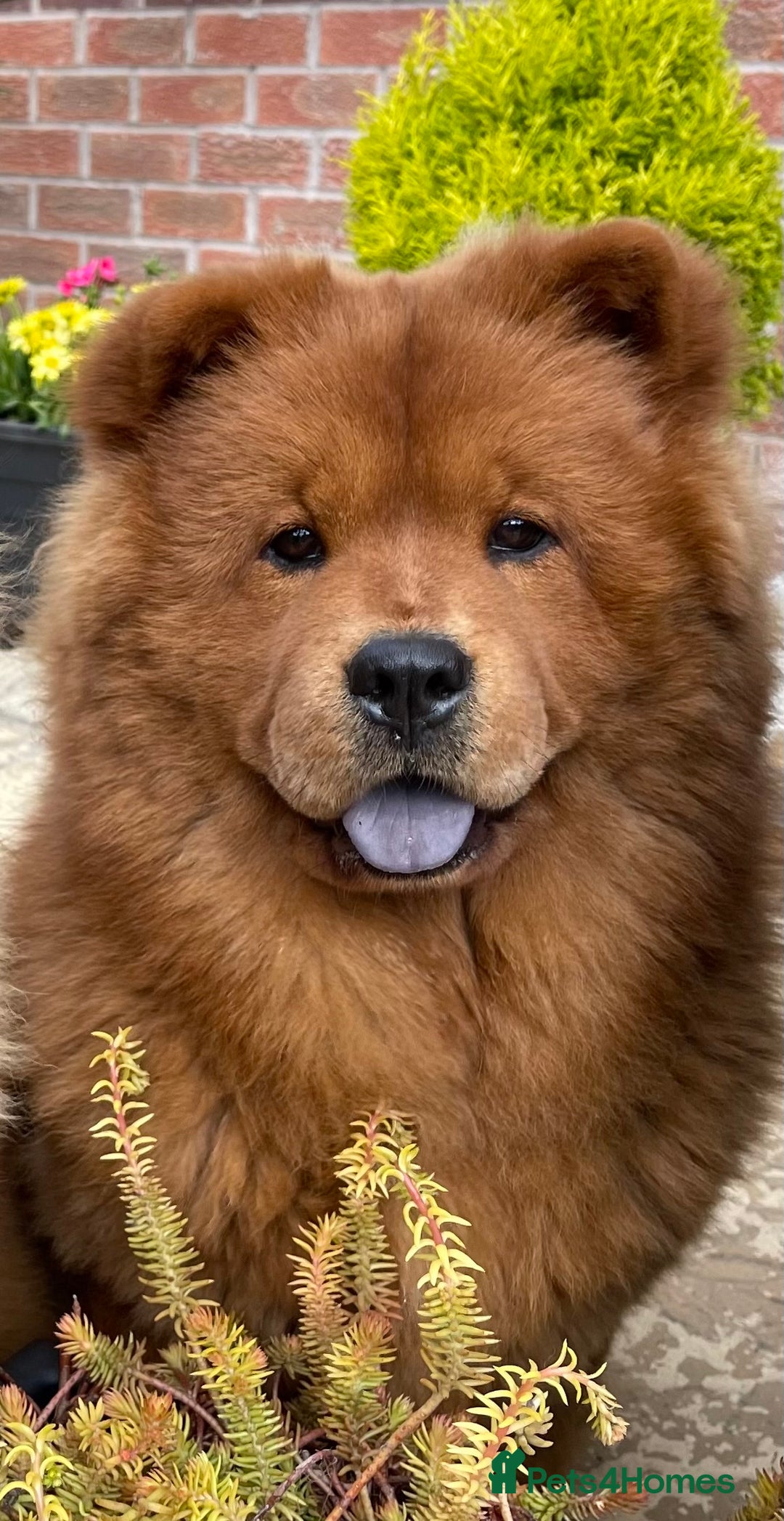 Chow Chow dogs for sale: Beautiful Lily & Lexi – Heartbreaking Rehome  - Image 3