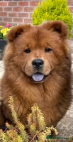 Chow Chow dogs - Advert 2