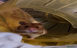 Hamster rodents for sale: Kobe  - Image 2