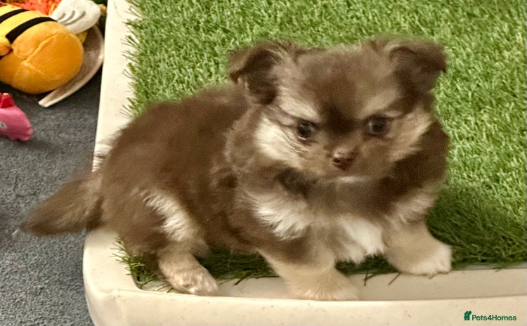 Chihuahua dogs - Advert 3
