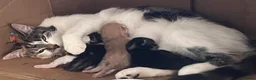 Mixed Breed cats for sale: Kittens for sale - Advert 2