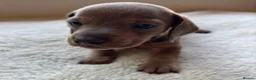 Dachshund dogs for sale: Standard Dachshund Puppies in Eye - Advert 11