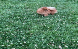 Pomeranian dogs for sale: CHAMPION KENNEL CLUB Pomeranian puppy orange black - Image 10