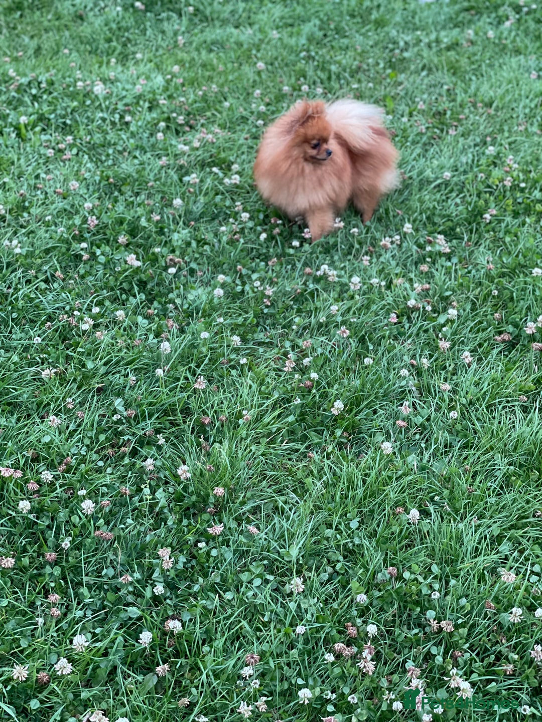 Pomeranian dogs for sale: CHAMPION KENNEL CLUB Pomeranian puppy orange black - Image 10