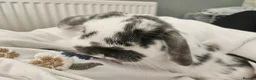 Mini Lop rabbits for sale: 💙 rescue bunnies 💕 - Advert 1