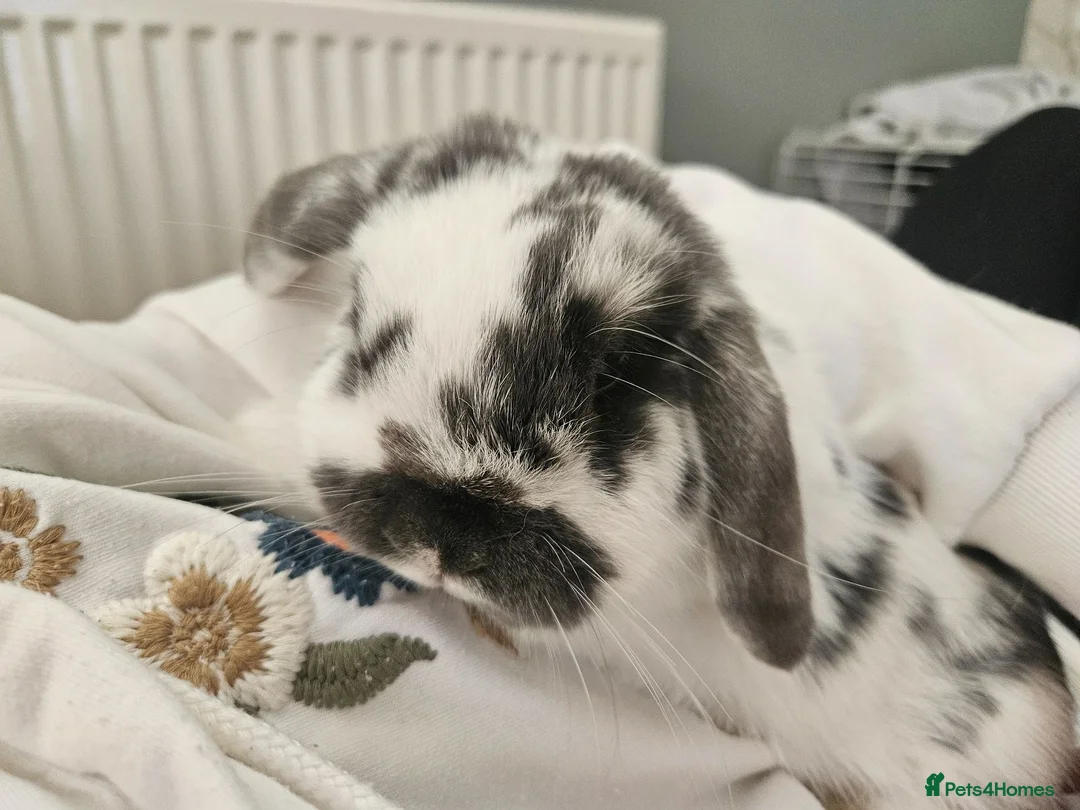 Mini Lop rabbits for sale: 💙 rescue bunnies 💕 - Advert 1