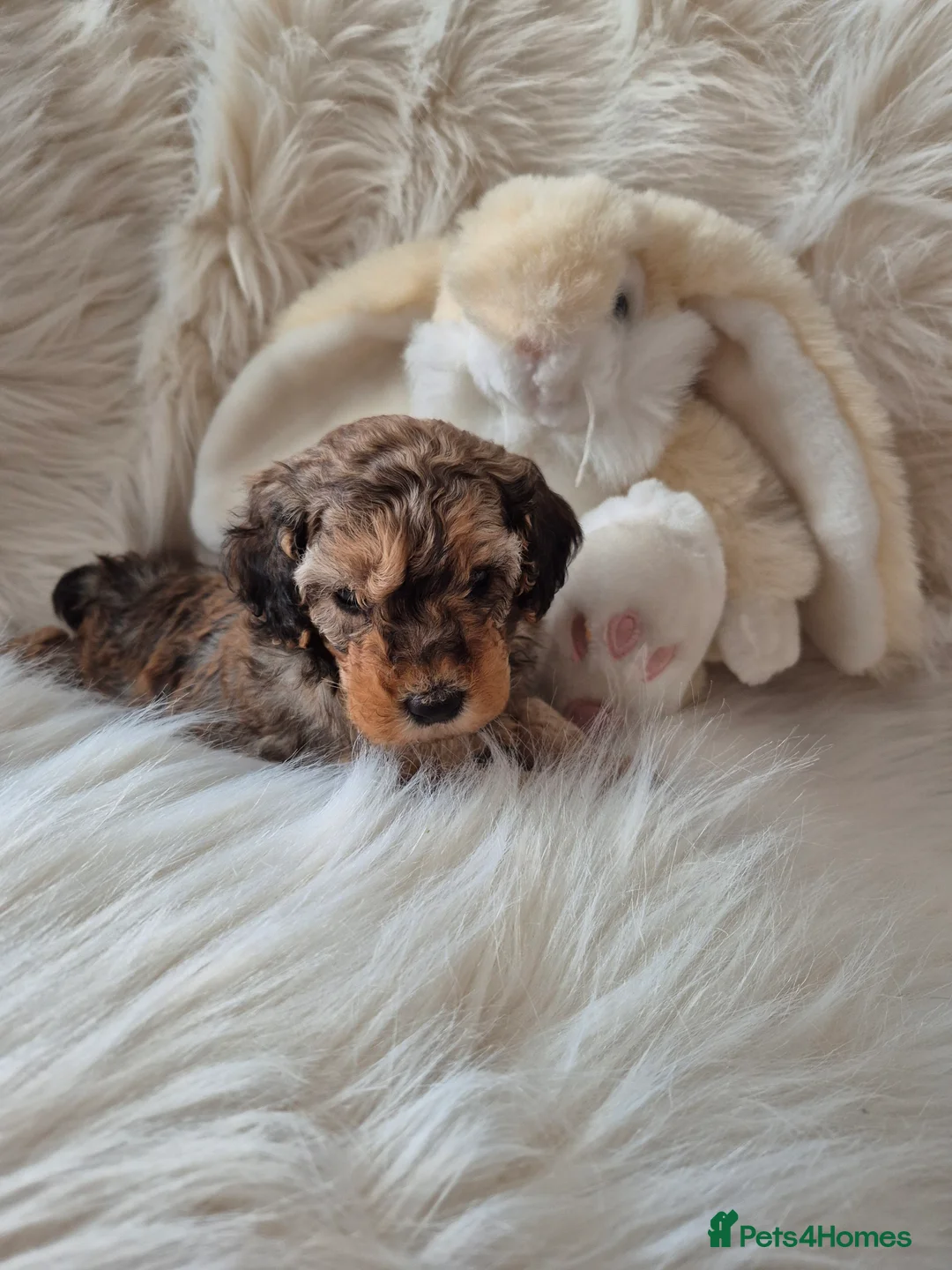 Cockapoo dogs for sale: F1B COCKAPOO PUPPIES  - Advert 6