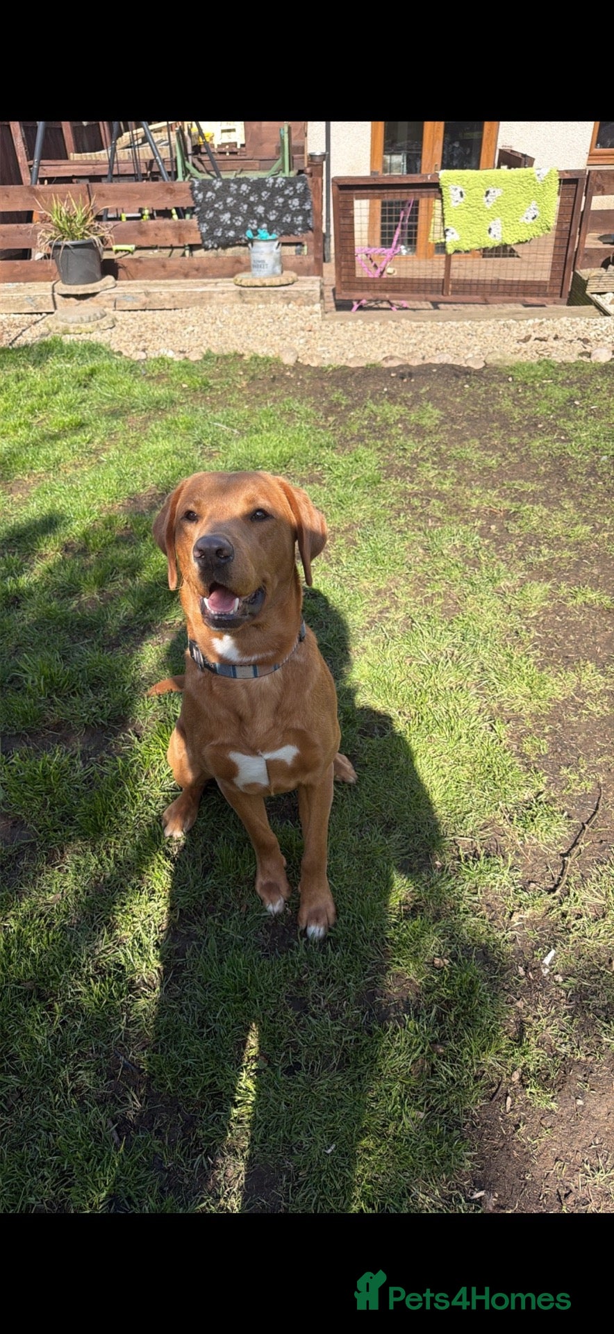 Labrador Retriever dogs 3 years old  - Advert 3