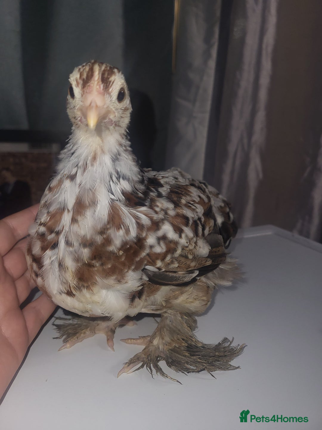 Chickens poultry for sale: Beautiful unsexed batam chickens - Advert 2