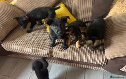 German Shepherd dogs for sale: German Shepherd puppies - Image 11
