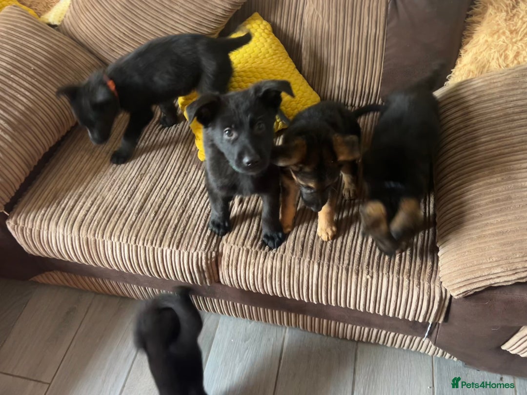 German Shepherd dogs for sale: German Shepherd puppies - Image 11